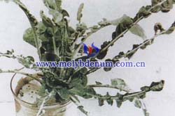 broccoli molybdenum deficiency picture picture broccoli molybdenum deficiency picture